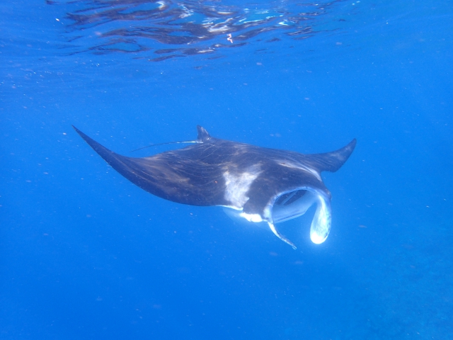 マンタについて 南ぬ島 Dive Site