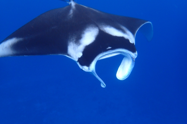 マンタについて 南ぬ島 Dive Site