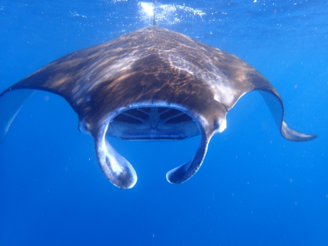 マンタについて 南ぬ島 Dive Site