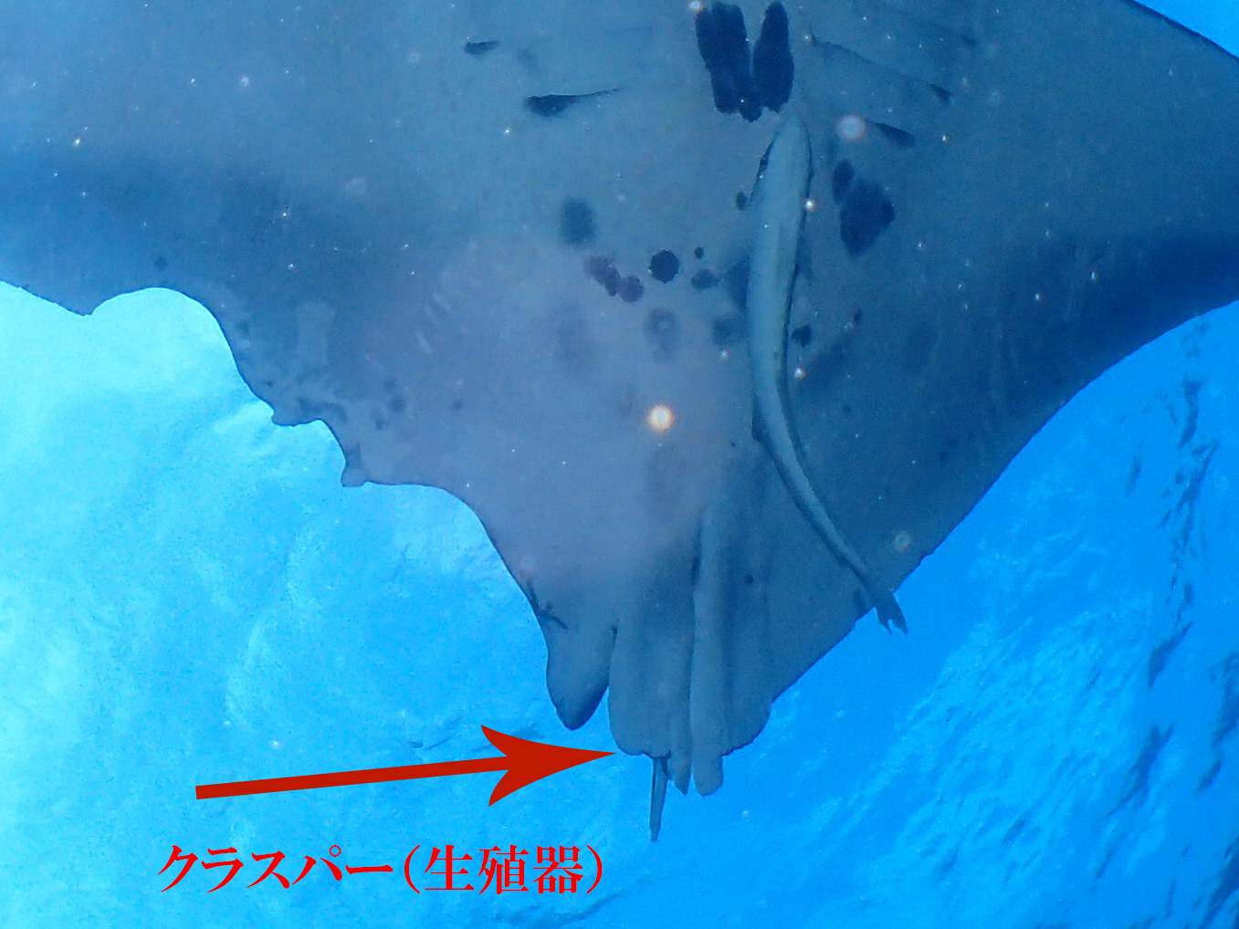 マンタについて 南ぬ島 Dive Site