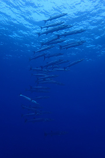 海の宝石と言われる色んなウミウシが増えてきます。