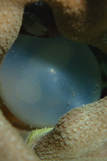 コブシメの卵（中のbabyが透けて見えたらもうすぐハッチアウト！）