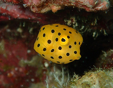 かわいすぎる幼魚たちのシーズンです