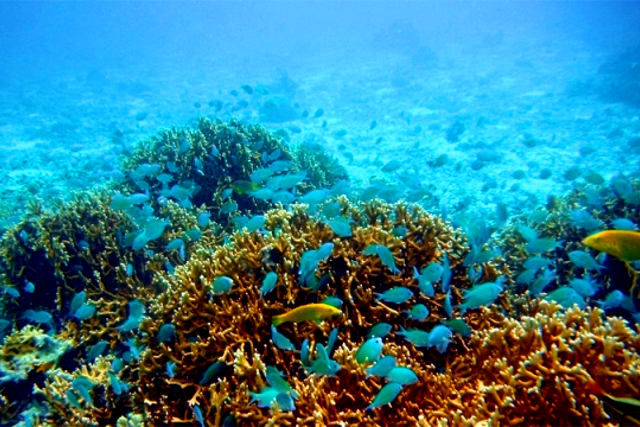 ダイビングスクールは沖縄にある【南ぬ島 DIVE SITE】へ～体験した事のない人気のダイブスポットがいっぱい～