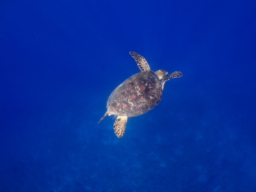 マンタにカメにサンゴ三昧☆彡 – 石垣島でダイビング・スキューバダイビングのライセンス取得なら南ぬ島 DIVE SITE