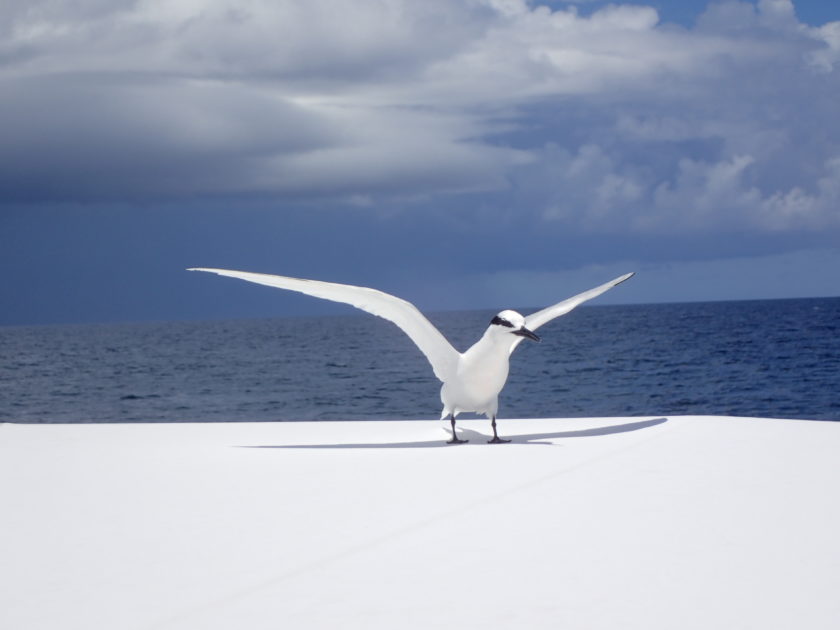 海鳥と一緒にインターバル？