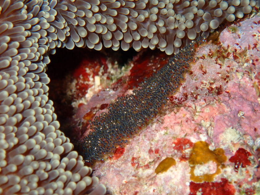 真上を優雅に通過して