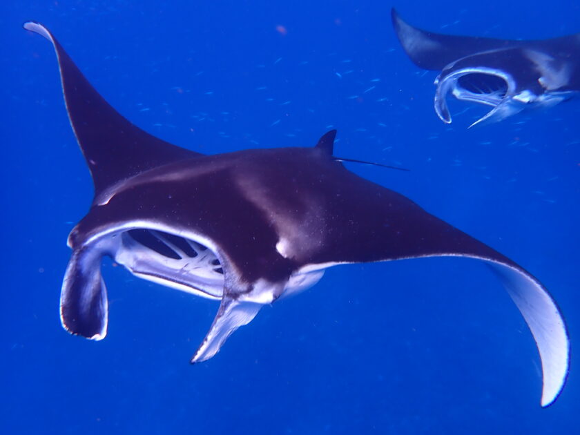 ランチタイムはマンタイム