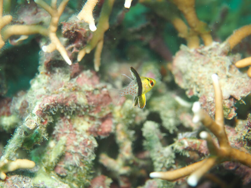 ストロベリーフ