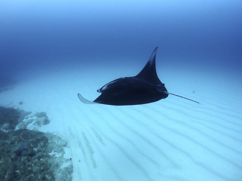 ヨナラ水道・白い砂漠を飛ぶナンヨウマンタ！