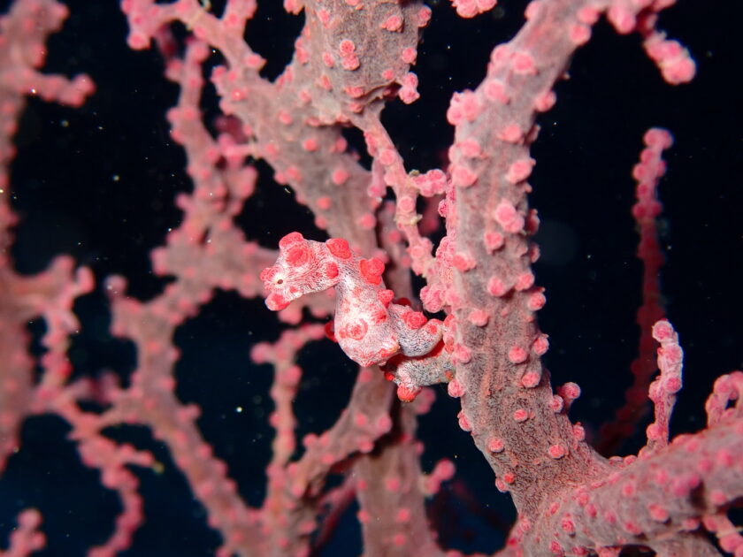 干支は確か・・・シーホース