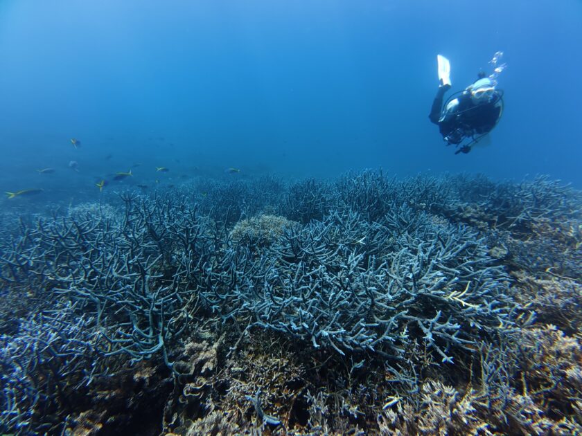 圧巻のバラクーダ