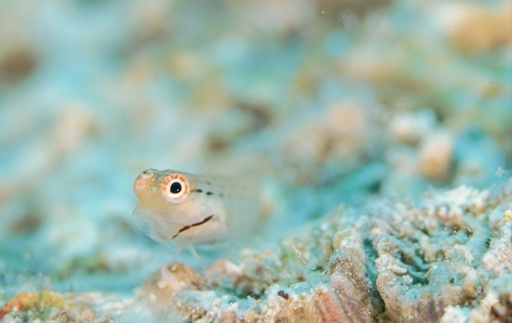 ヒレ全開にモエキュン♡