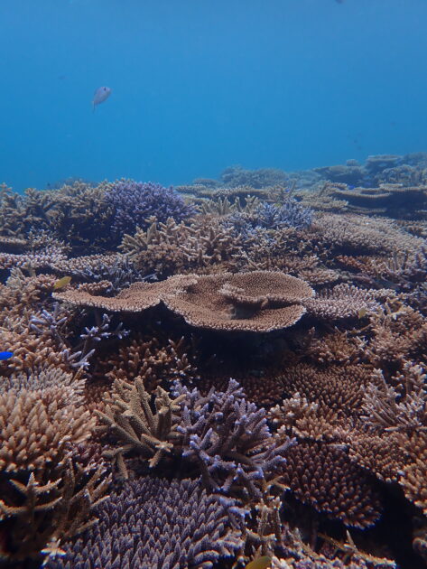 竹富島のサンゴポイントへ